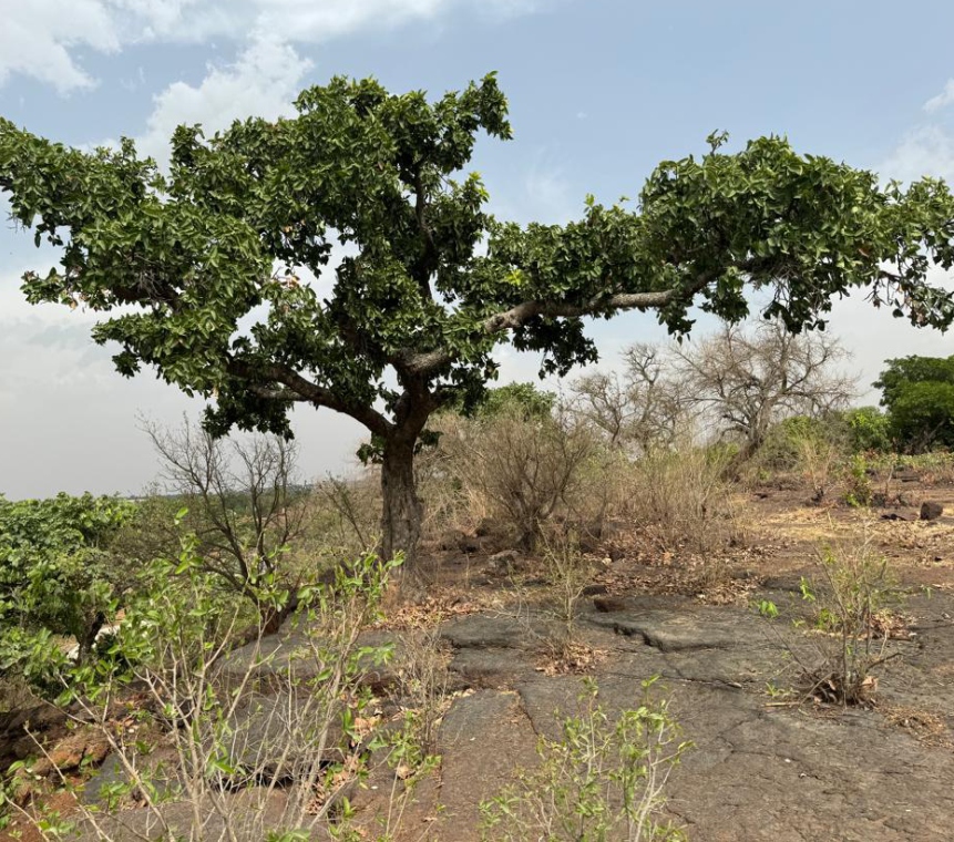 Nggwa Landscape