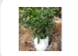 Chi-Chi Horticultural Ventures